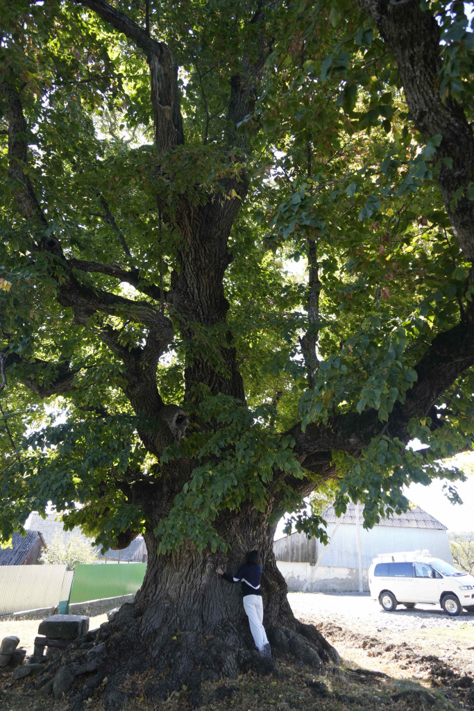 липа в Южной Осетии